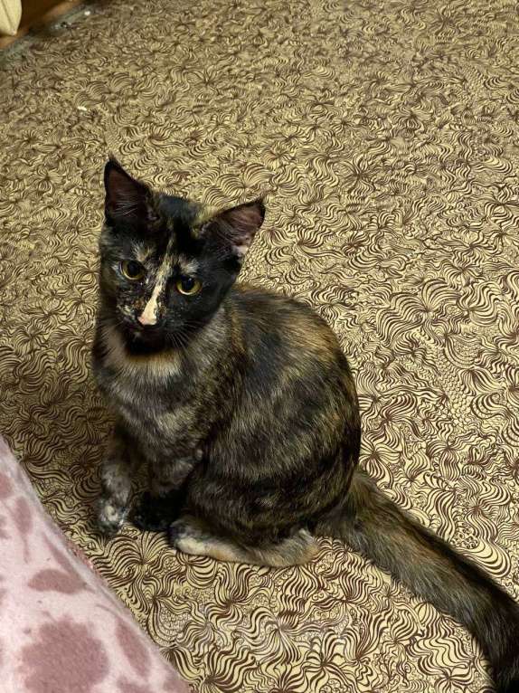 Кошки в Твери: Отдам кошечку в добрые руки Девочка, Бесплатно - фото 3