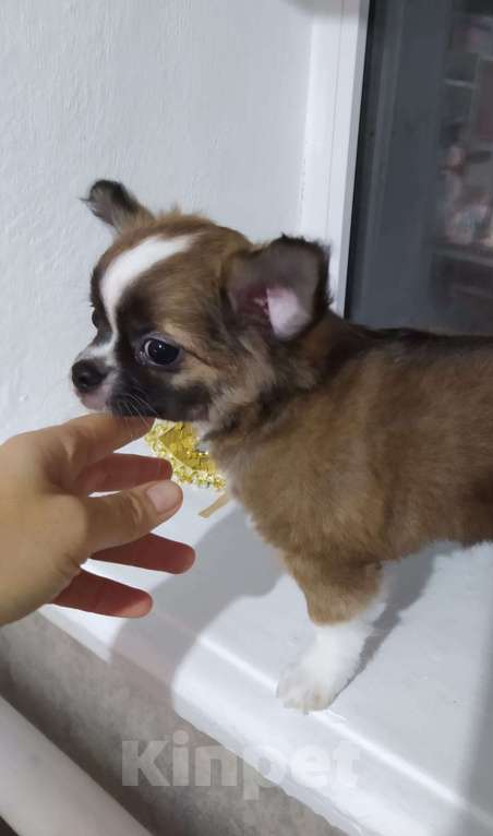 Собаки в Краснодаре: Щенки чихуахуа  Мальчик, 15 000 руб. - фото 1