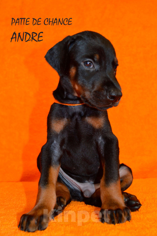 Собаки в Санкт-Петербурге: Щенок добермана Андрэ Мальчик, 110 000 руб. - фото 5