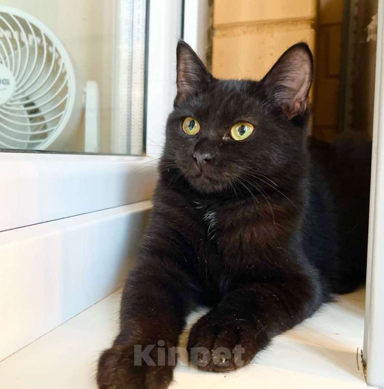 Кошки в Москве: Котёнок Шанель в добрые руки Девочка, Бесплатно - фото 9