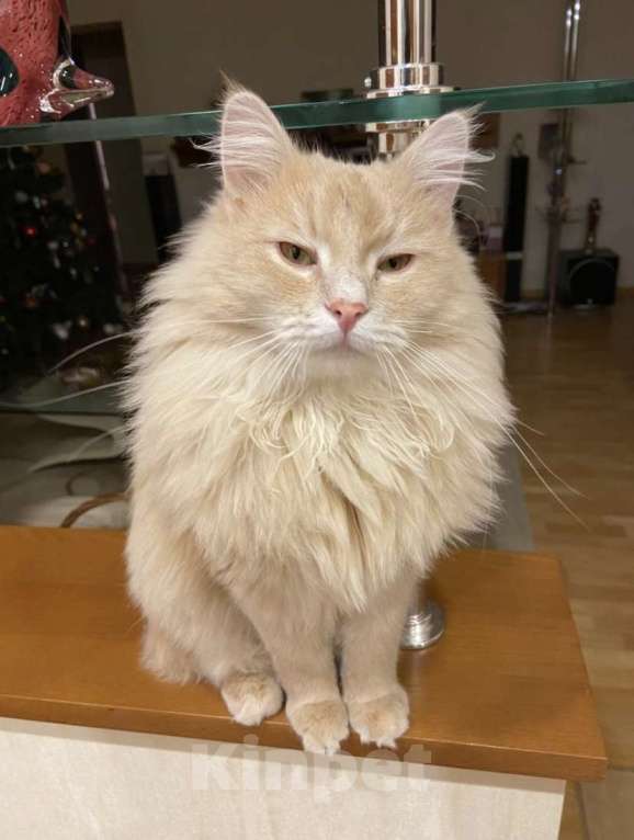 Кошки в Твери: Потерялся любимый кот Мальчик, 1 руб. - фото 3