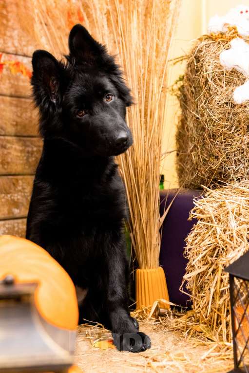 Собаки в Сергиеве Посаде: Немецкая Овчарка; Девочка, 80 000 руб. - фото 2