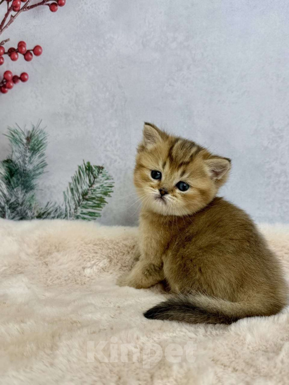 Кошки в Саранске: Прямоухая шотландская девочка золотая шиншилла Девочка, 45 000 руб. - фото 4