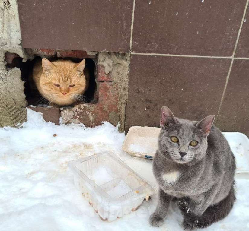 Кошки в Москве: ПОМОГИТЕ!!! Мальчик, Бесплатно - фото 3