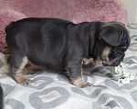 Собаки в Краснодаре: Голубые щенки французского бульдога Девочка, 70 000 руб. - фото 3