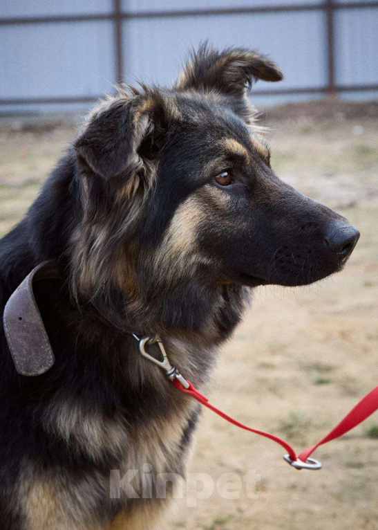 Собаки в Дмитрове: Яшма Девочка, Бесплатно - фото 2