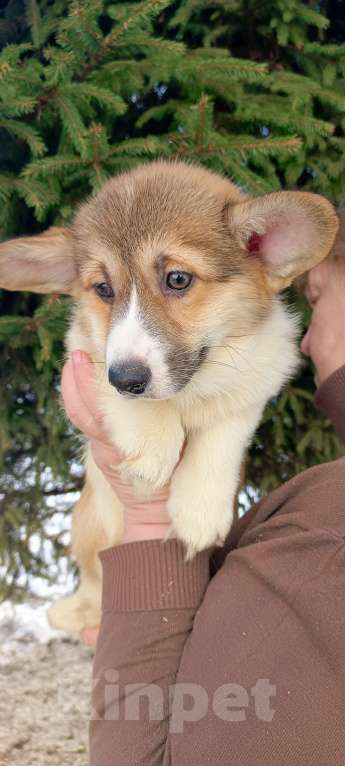 Собаки в Дмитрове: Корги щенки Девочка, 40 000 руб. - фото 5