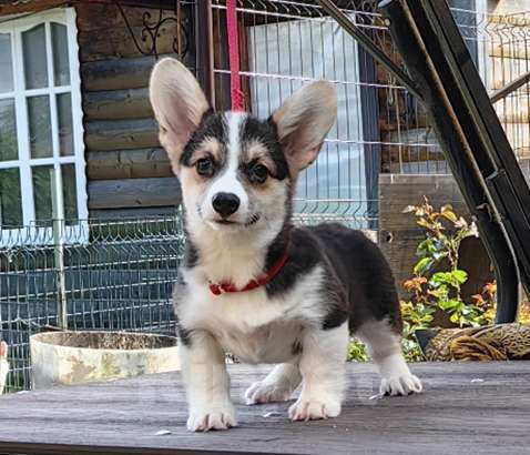 Собаки в Москве: Девочка. Ближнее Подмосковье. Девочка, 40 000 руб. - фото 2