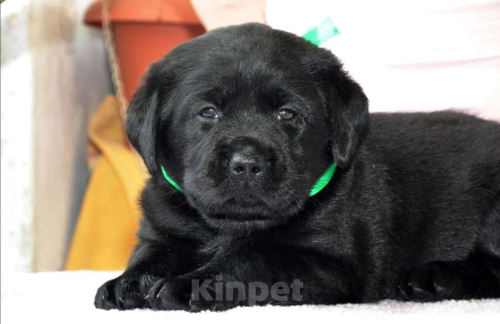 Собаки в Новосибирске: Щенки Лабрадора Девочка, 25 000 руб. - фото 3