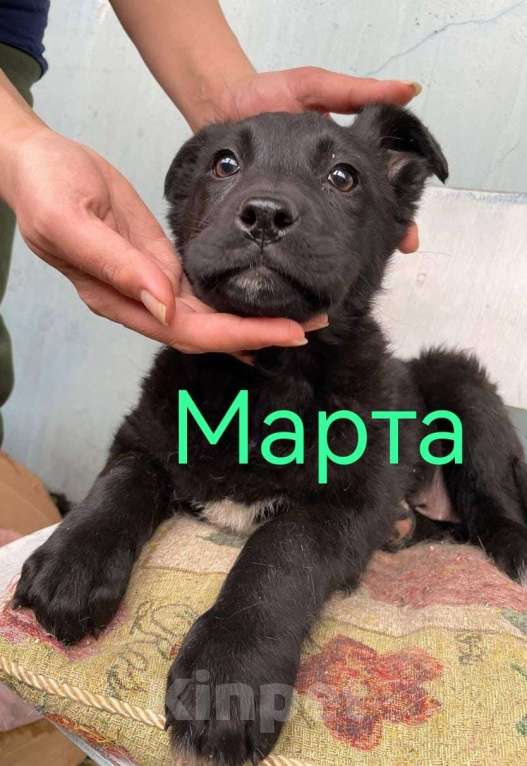 Собаки в Москве: Щенки метисы лабрадора и овчарки в добрые руки Девочка, Бесплатно - фото 6