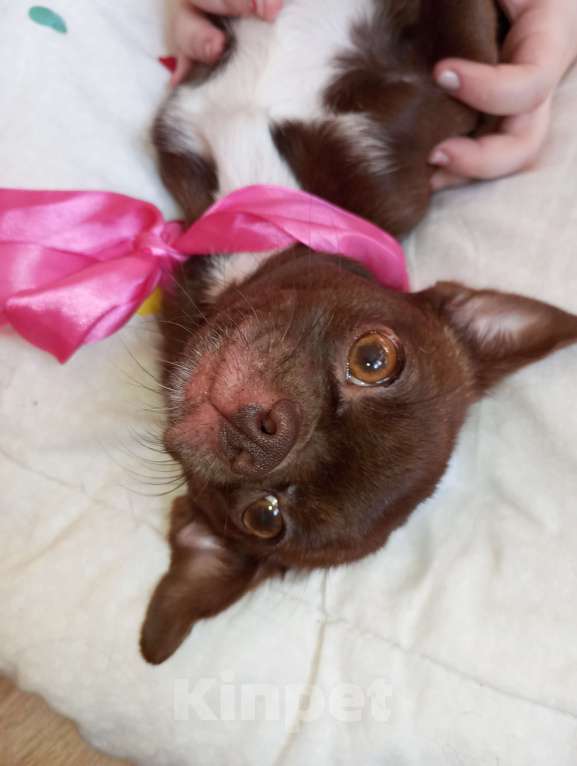 Собаки в других городах Московской области: Продаю щенков чихуахуа Мальчик, 25 000 руб. - фото 9