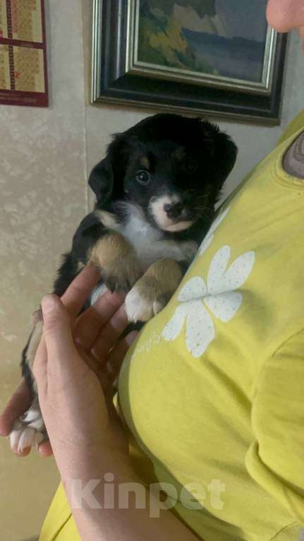 Собаки в Москве: Кнопочка ищет дом и семью Девочка, Бесплатно - фото 2