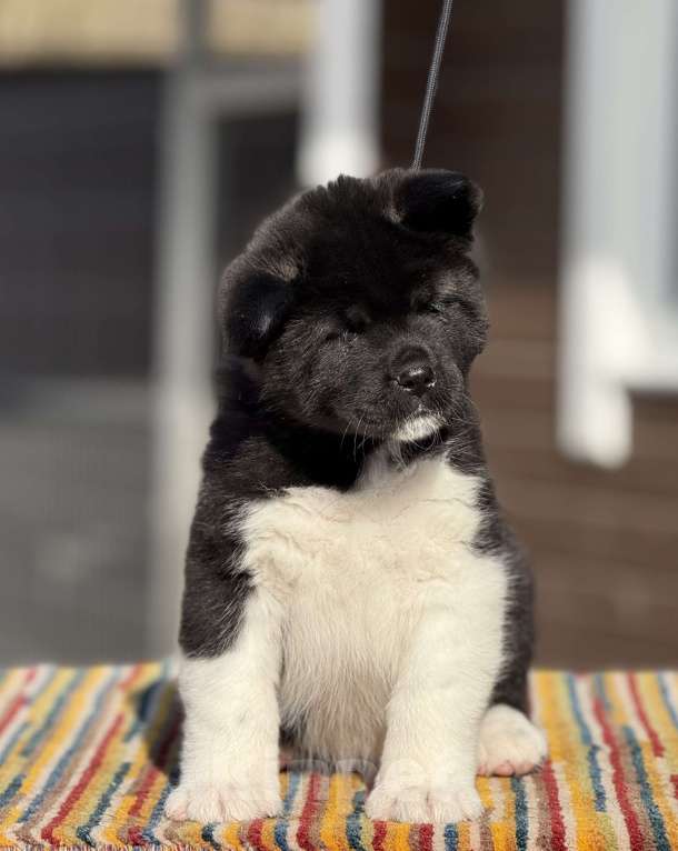 Собаки в Дубне: Щенки американской акиты Девочка, 80 000 руб. - фото 9