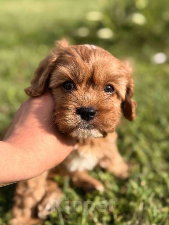 Собаки в Москве: Кавапу щенок мальчик Мальчик, Бесплатно - фото 7