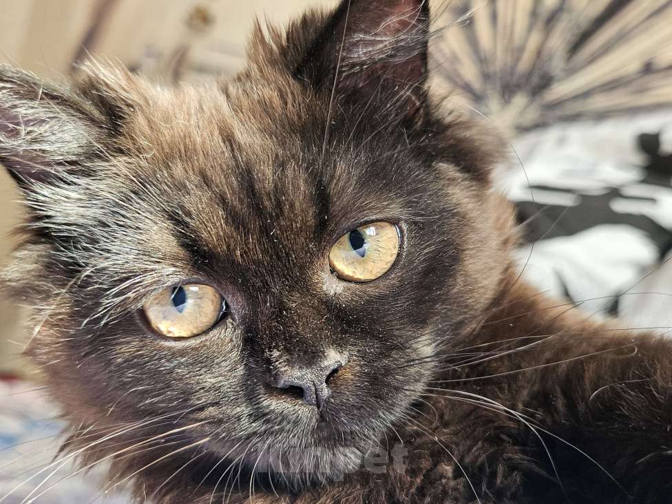 Кошки в Подольске: Черная девочка,котёнок Девочка, 500 руб. - фото 4