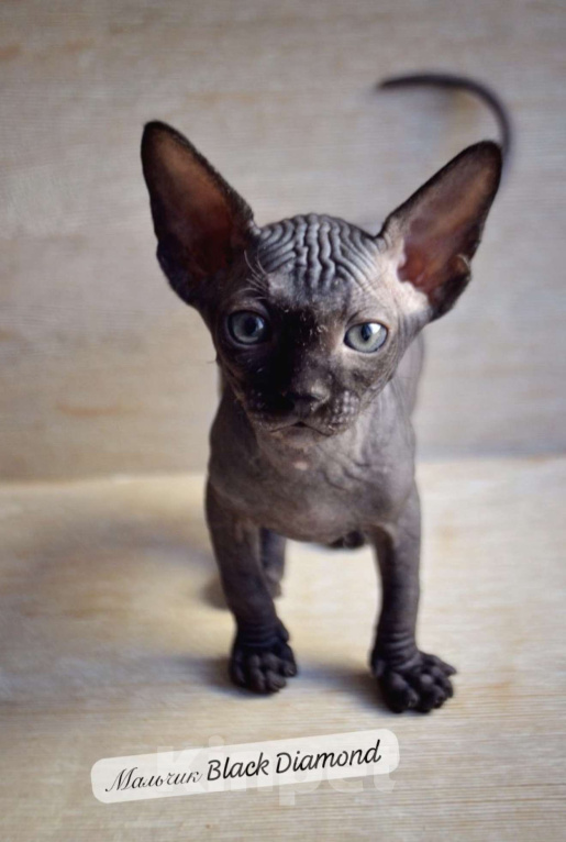 Кошки в Краснодаре: Котёнок Сфинкс Эльф мальчик Мальчик, Бесплатно - фото 1