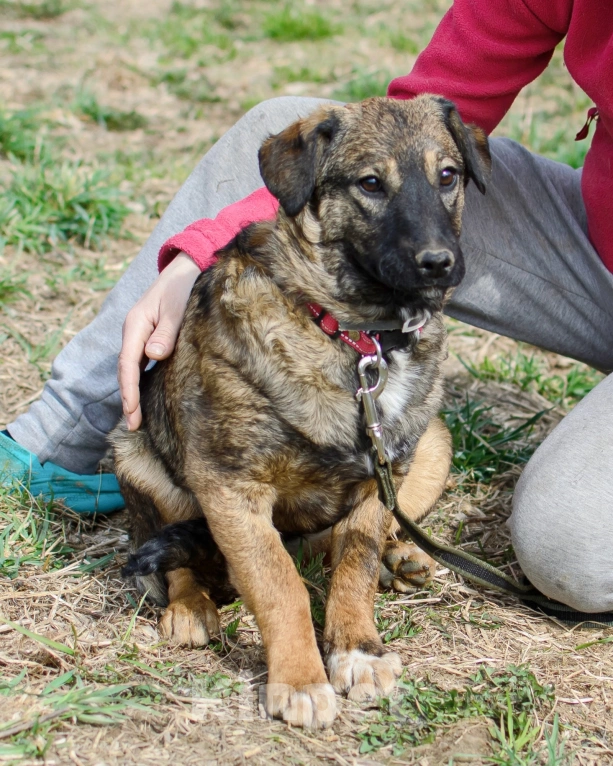 Собаки в других городах Московской области: Малышка Дина ждёт папу или маму! Девочка, Бесплатно - фото 3