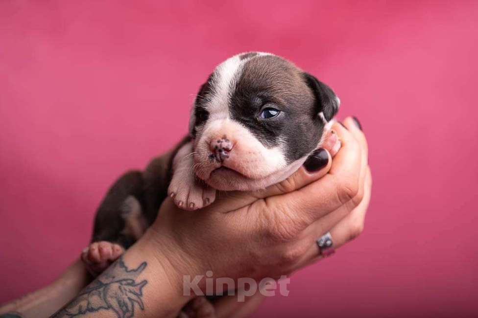 Собаки в Кореновске: Кобель ам стаффа РКФ Мальчик, Бесплатно - фото 2