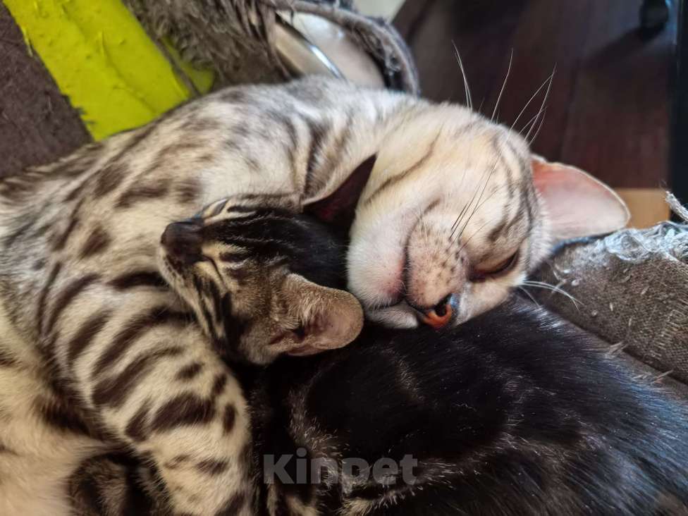 Кошки в Ивантеевке: Бенгальский кот. Серебро/уголь. Вязка Мальчик, 20 000 руб. - фото 1