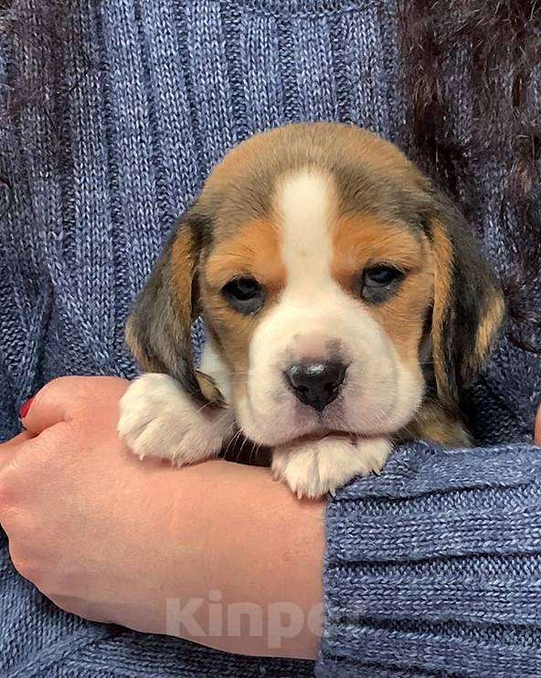 Собаки в Сочи: Щенки бигля Разнополые, 50 000 руб. - фото 9