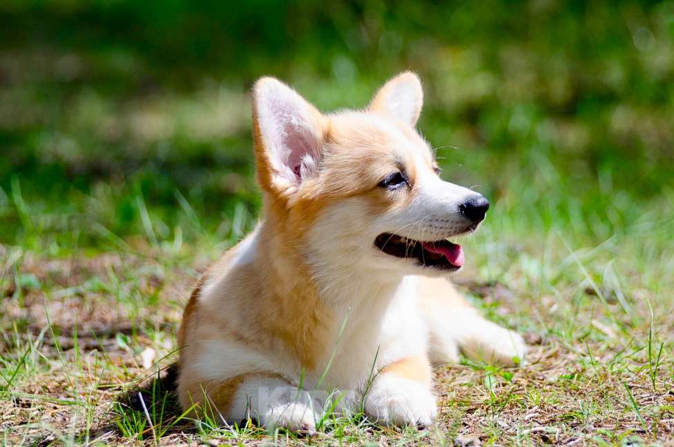 Собаки в Твери: Щенок вельш корги пемброк  Девочка, 100 000 руб. - фото 2