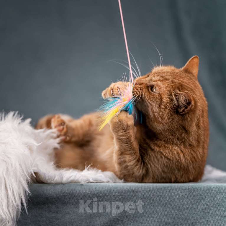 Кошки в Клине: Рыжик — матёрый кот в самом расцвете сил Мальчик, Бесплатно - фото 5