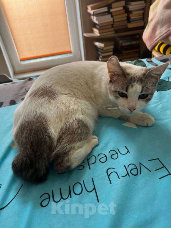 Кошки в других городах Московской области: Голубоглазая девочка Девочка, Бесплатно - фото 7