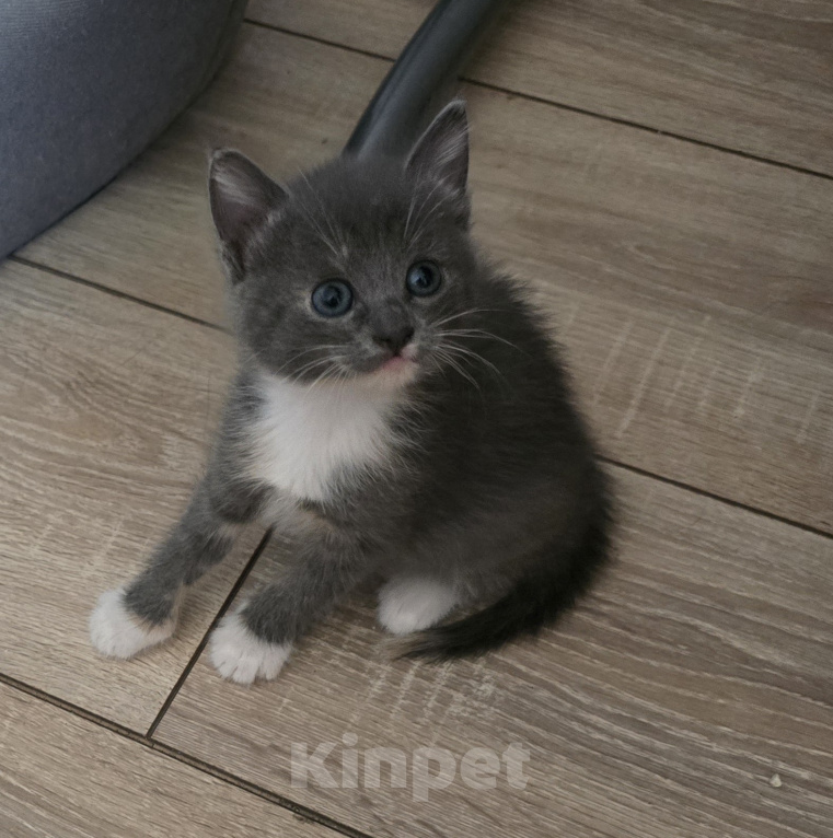 Кошки в Москве: Малыши ищут родителей Девочка, Бесплатно - фото 1