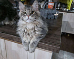 Кошки в Москве: Мейн-кун котенок крупный в любимцы и  в разведние Мальчик, 90 000 руб. - фото 1