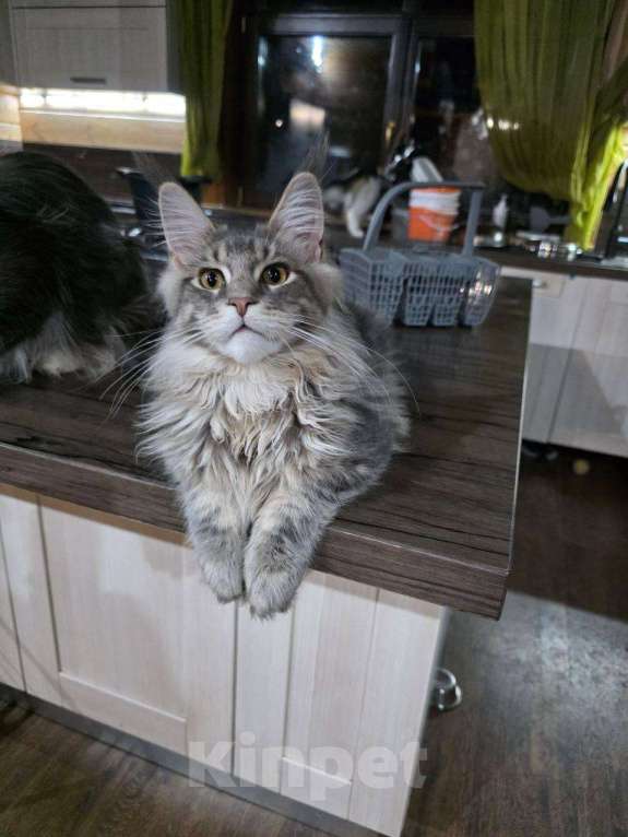 Кошки в Москве: Мейн-кун котенок крупный в любимцы и  в разведние Мальчик, 90 000 руб. - фото 1