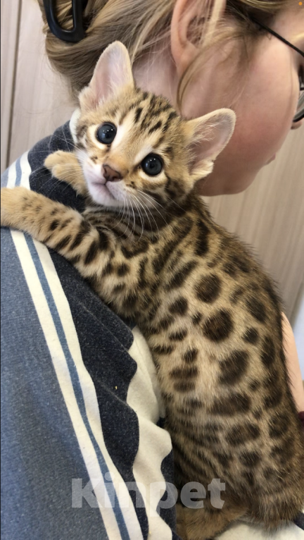 Кошки в Екатеринбурге: Внук Азиатского леопардового кота  Мальчик, 100 000 руб. - фото 3