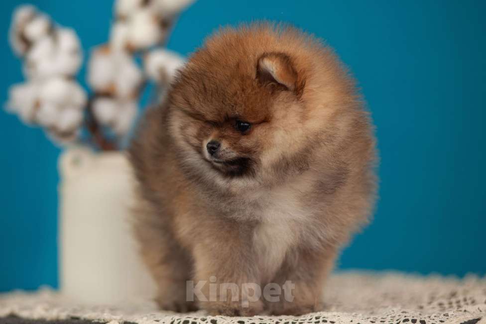 Собаки в Солнечногорске: Померанский шпиц Мальчик, 50 000 руб. - фото 4