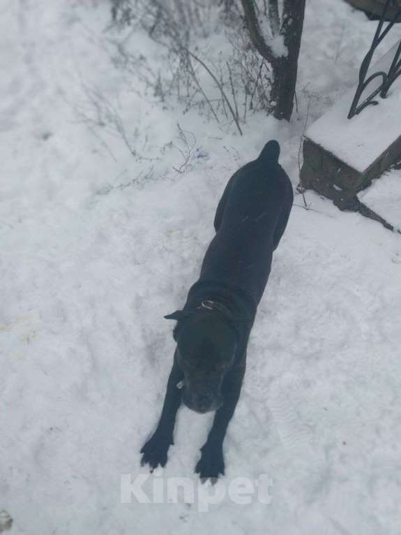 Собаки в Курске: Кане-корсо в добрые руки Мальчик, Бесплатно - фото 2