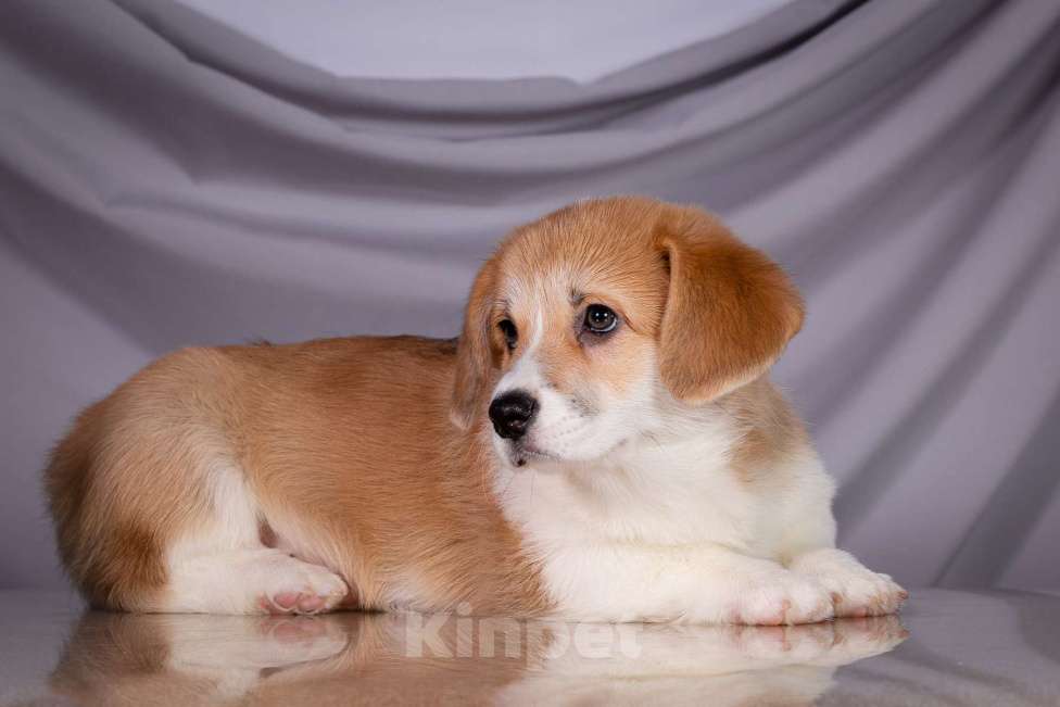 Собаки в Москве: Продам щенка вельш корги пемброк Девочка, 70 000 руб. - фото 2