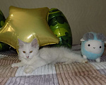 Кошки в Москве: Белоснежный котенок мейнкун, мальчик Мальчик, 20 000 руб. - фото 4