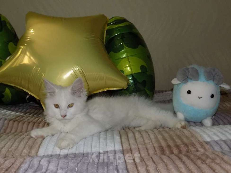 Кошки в Москве: Белоснежный котенок мейнкун, мальчик Мальчик, 20 000 руб. - фото 4