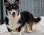 Собаки в Санкт-Петербурге: Черноголовый подрощенный Элвис Мальчик, 70 000 руб. - фото 1