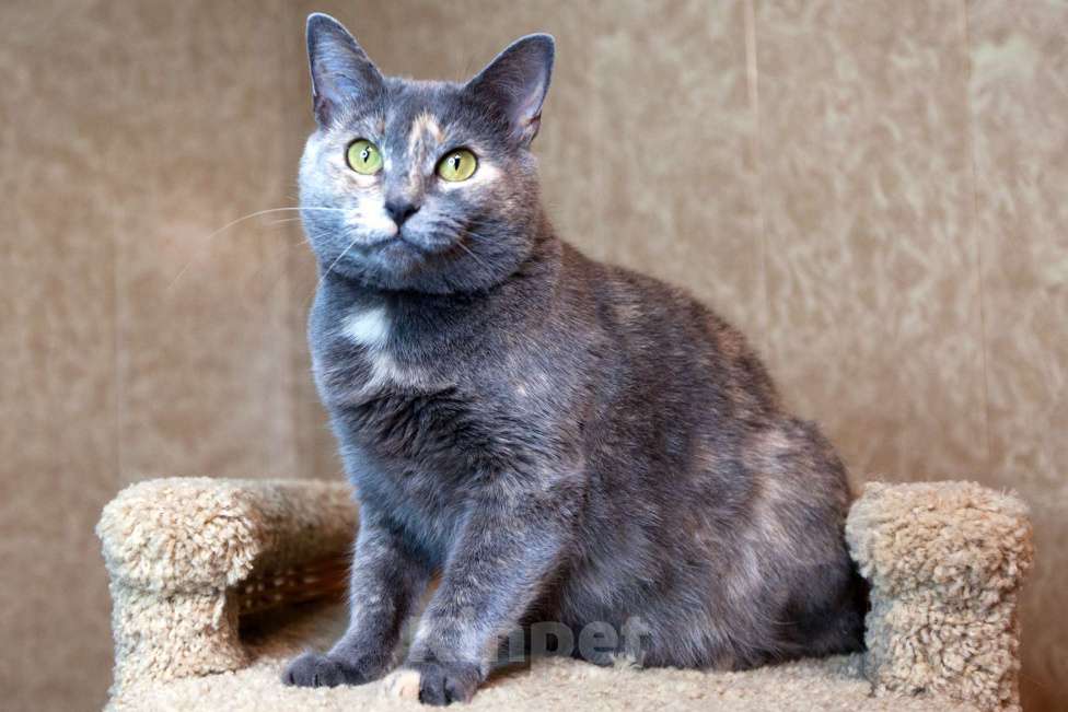 Кошки в Москве: Севара едет на выставку-пристройство WOOF в Москву  Девочка, Бесплатно - фото 3