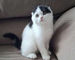 Кошки в Ярославле: Шотландский вислоухий короткошерстный мальчик  Мальчик, 30 000 руб. - фото 9