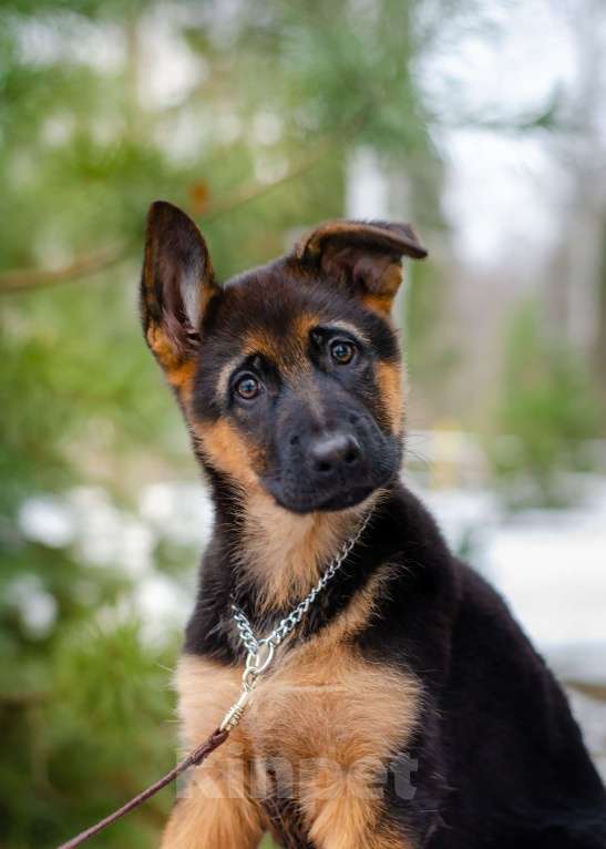 Собаки в других городах Московской области: Девочка  топ класса  Девочка, 60 000 руб. - фото 2
