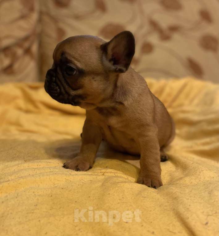 Собаки в Санкт-Петербурге: Отличный мальчик французик Мальчик, 40 000 руб. - фото 7