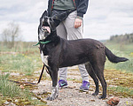 Собаки в Клине: Уникальная Шерри Девочка, Бесплатно - фото 4