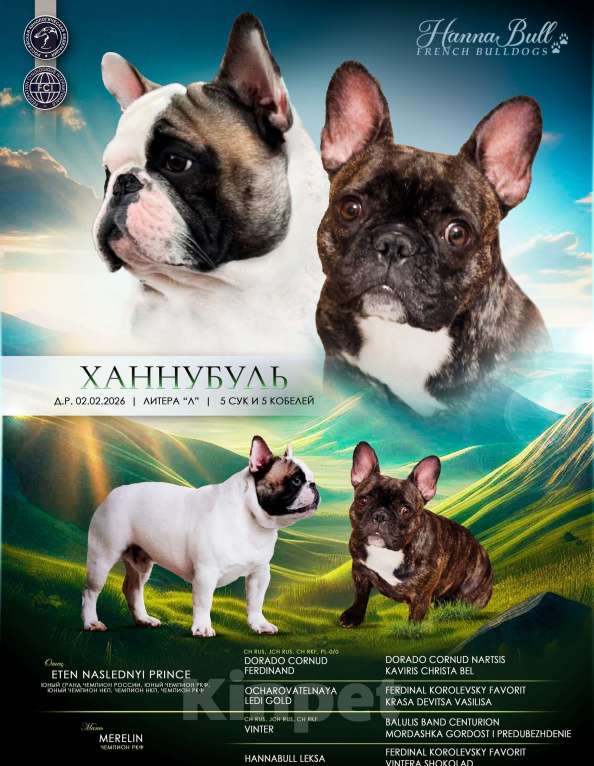 Собаки в Москве: Щенок французского бульдога с документами РКФ Девочка, 74 000 руб. - фото 2