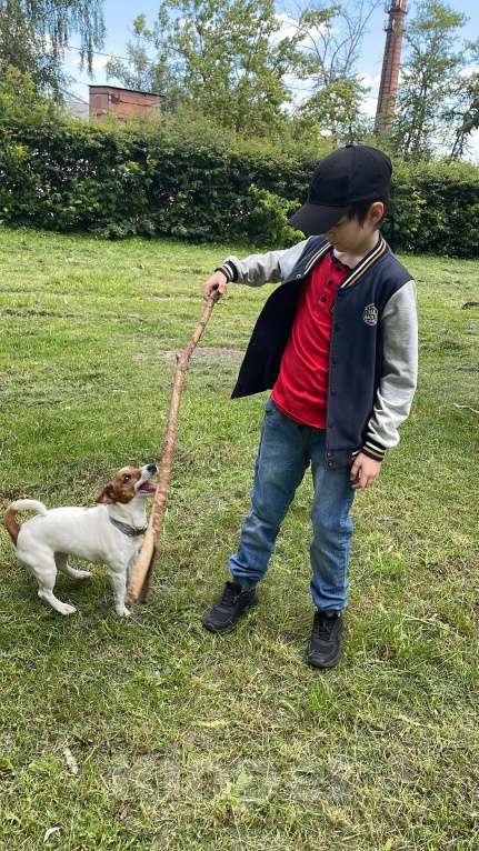 Собаки в Мытищах: Ищем теплый дом  Девочка, Бесплатно - фото 3