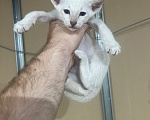 Кошки в других городах Липецкой области: Ориентальный котенок мальчик Мальчик, 17 000 руб. - фото 1