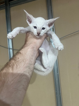 Ориентальный котенок мальчик