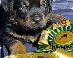 Собаки в Санкт-Петербурге: Щенки ротвейлера  Мальчик, 45 000 руб. - фото 1