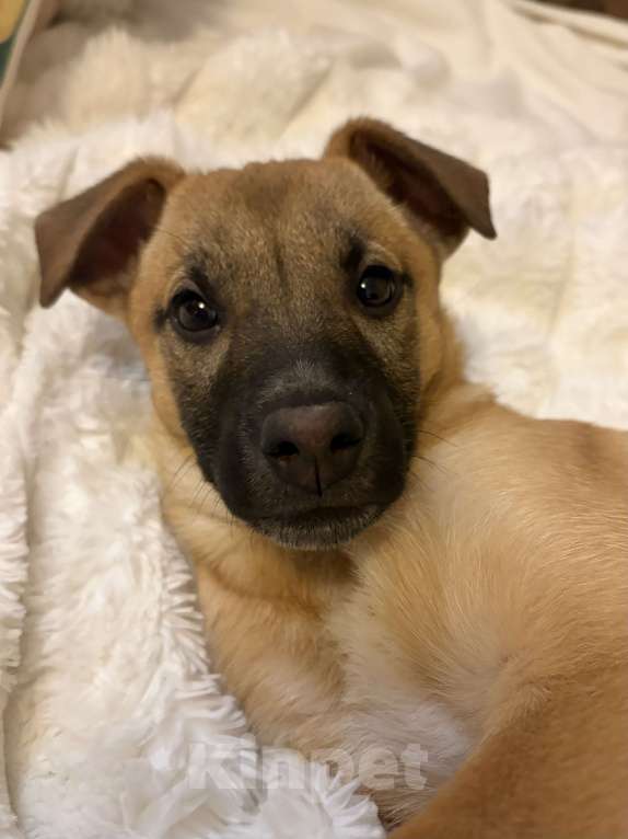 Собаки в Москве: Ласковый малыш в добрые руки ! Мальчик, Бесплатно - фото 5