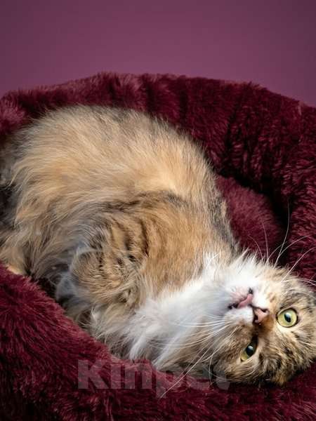 Кошки в Санкт-Петербурге: Фенотип сибирской кошки. 2 г. кастрирована, привита. Девочка, Бесплатно - фото 1