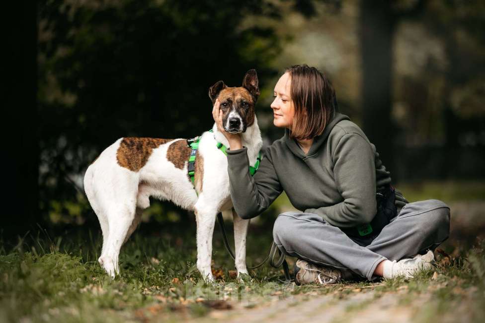 Собаки в Москве: Трогательный собакен ищет дом Мальчик, Бесплатно - фото 4